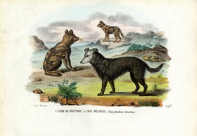 Perros de Raimundo Petraroja