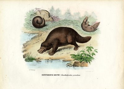Ornitorrinco, 1863-79 de Raimundo Petraroja