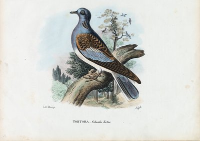 Tórtola europea, 1863-79 de Raimundo Petraroja