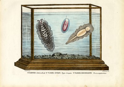 Gusanos planos de Raimundo Petraroja