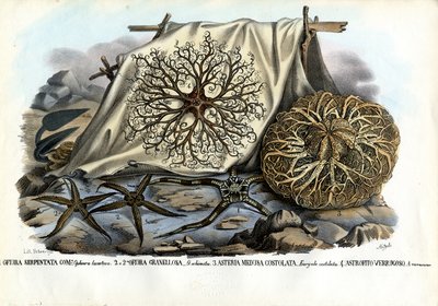 Cabeza de Gorgona, 1863-79 de Raimundo Petraroja