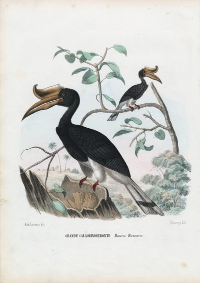 Gran cálao, 1863-79 de Raimundo Petraroja