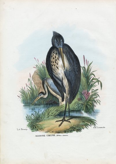 Garza Real, 1863-79 de Raimundo Petraroja