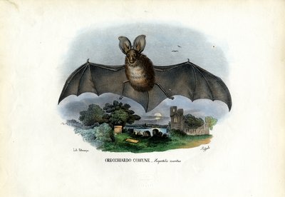 Murciélago gris de orejas largas, 1863-79 de Raimundo Petraroja