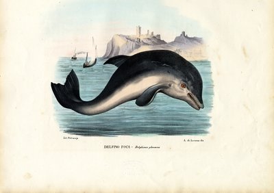 Marsopa del puerto, 1863-79 de Raimundo Petraroja
