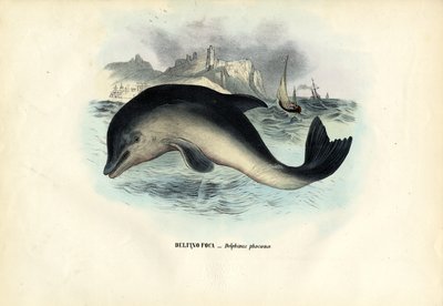 Marsopa Común, 1863-79 de Raimundo Petraroja
