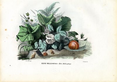 Caracoles Helix, 1863-79 de Raimundo Petraroja