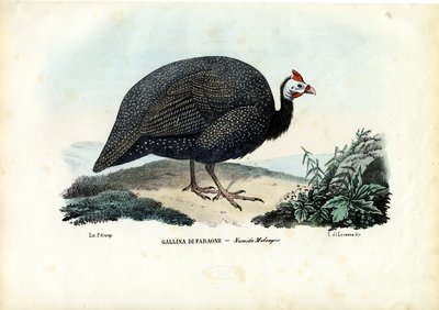 Gallina de Guinea con casco, 1863-79 de Raimundo Petraroja