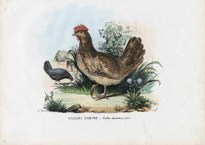 Gallina, 1863-79 de Raimundo Petraroja