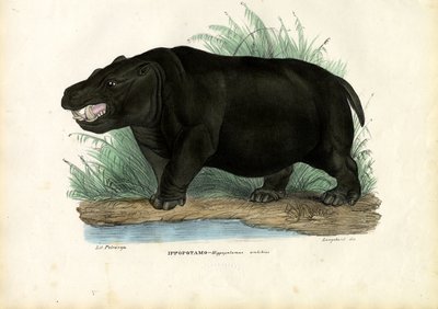 Hipopótamo, 1863-79 de Raimundo Petraroja