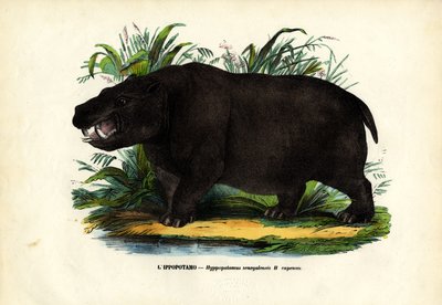 Hipopótamo, 1863-79 de Raimundo Petraroja