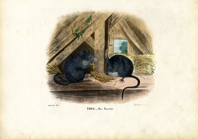 Ratón Doméstico, 1863-79 de Raimundo Petraroja