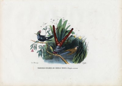Colibríes, 1863-79 de Raimundo Petraroja