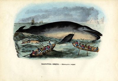 Ballena jorobada, 1863-79 de Raimundo Petraroja