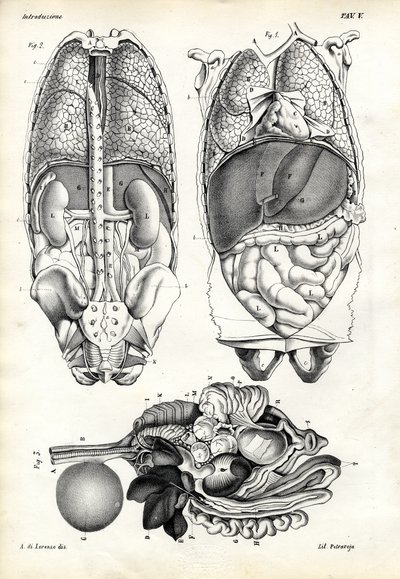 Intestinos, 1863-79 de Raimundo Petraroja