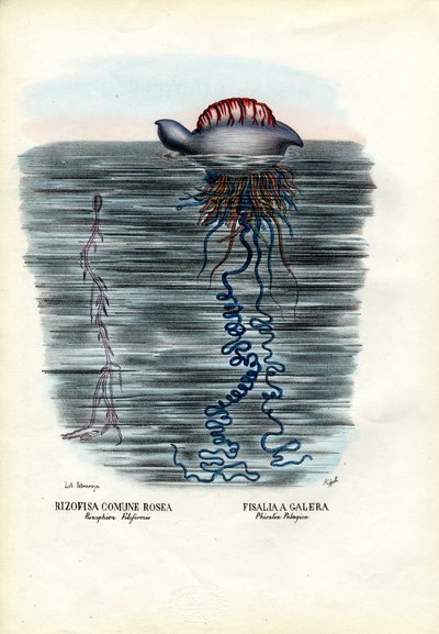Medusas, 1863-79 de Raimundo Petraroja