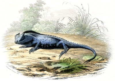 La head fourchue (Lyriocephalus margaritaceus) - Lámina extraída de la Histoire Naturelle de Bernard Germain de Lacepede (1856-1925), edición P.Furme, París de Raimundo Petraroja