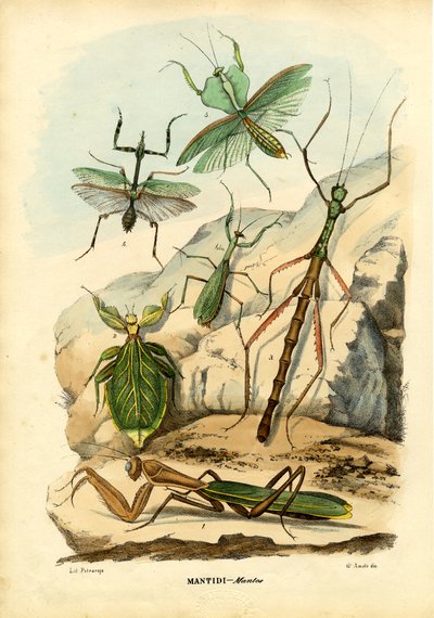 Insecto Hoja, 1863-79 de Raimundo Petraroja