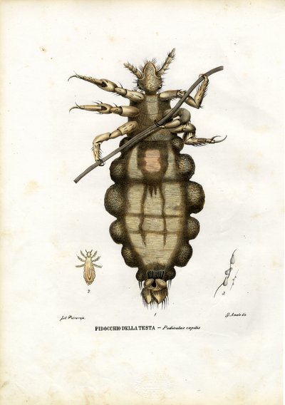 Piojo, 1863-79 de Raimundo Petraroja