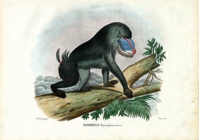 Mandril, 1863-79 de Raimundo Petraroja