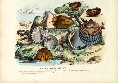 Mejillones de Raimundo Petraroja