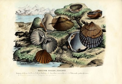 Mejillones, 1863-79 de Raimundo Petraroja
