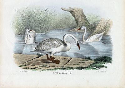 Cisne Mudo, 1863-79 de Raimundo Petraroja