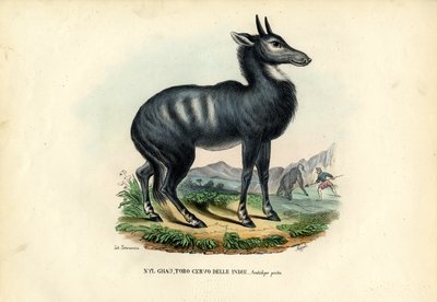 Nilgai de Raimundo Petraroja