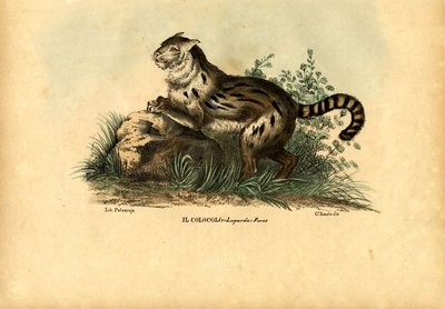 Gato de las Pampas, 1863-79 de Raimundo Petraroja