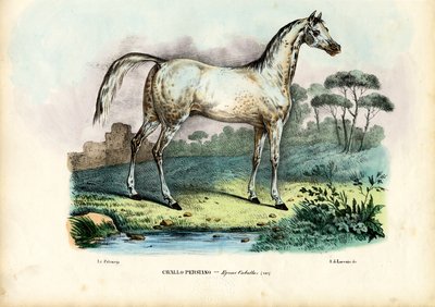 Caballo Persa, 1863-79 de Raimundo Petraroja