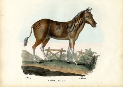 Quagga, 1863-79 de Raimundo Petraroja