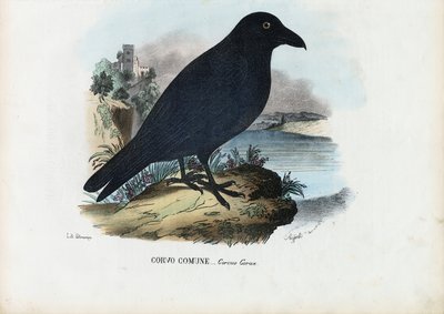 Cuervo, 1863-79 de Raimundo Petraroja