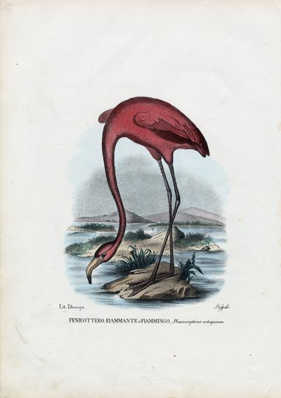 Rosy, 1863-79 de Raimundo Petraroja