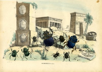 Escarabajos, 1863-79 de Raimundo Petraroja