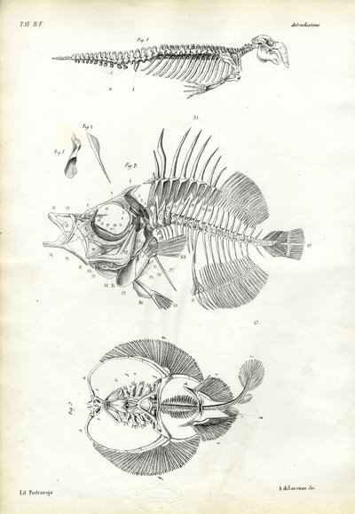Sello, 1863-79 de Raimundo Petraroja