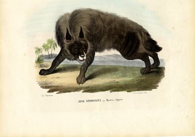 Hiena rayada, 1863-79 de Raimundo Petraroja
