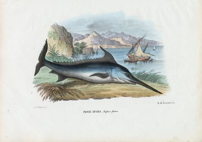 Pez espada, 1863-79 de Raimundo Petraroja