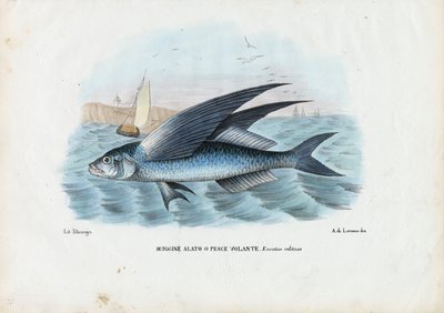 Pez volador tropical de dos alas, 1863-79 de Raimundo Petraroja