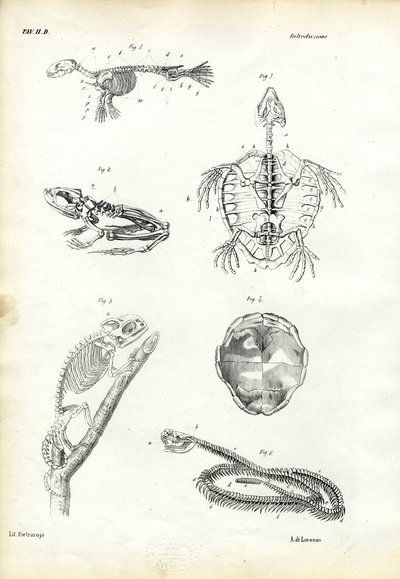 Tortuga, 1863-79 de Raimundo Petraroja