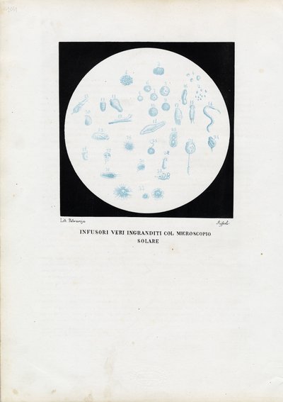 Animal de rueda, 1863-79 de Raimundo Petraroja