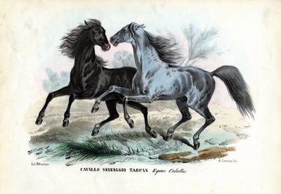 Caballos salvajes de Raimundo Petraroja