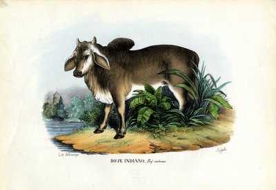 Cebú, 1863-79 de Raimundo Petraroja