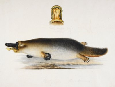 Un ornitorrinco de pico de pato junto a una piscina, con un detalle de su pico, c.1820 de Ram Sita