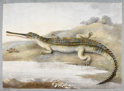Un cocodrilo gherial o gangético cara a cara con un saltamontes, c.1820 (acuarela sobre papel) de Ram Sita
