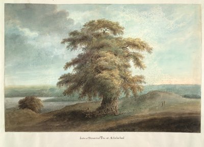 Imlee o árbol de tamarindo en Allahabad de Ram Sita