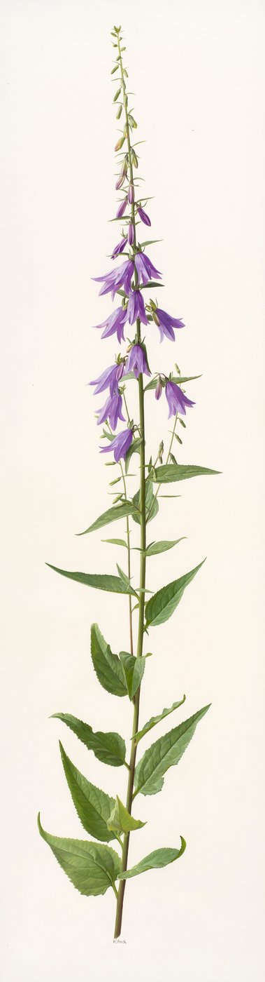 Especies de Adenophora (óleo sobre papel) de Raymond Booth