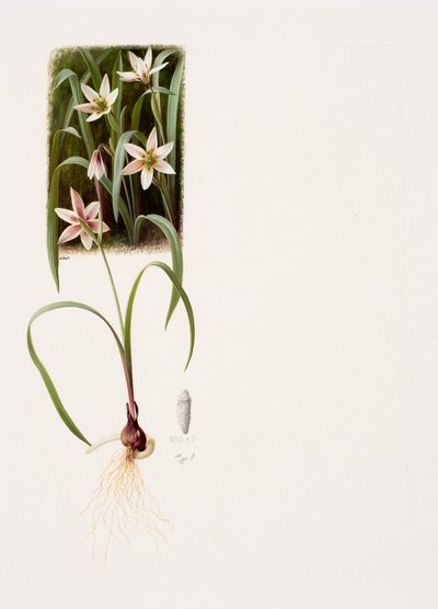 Amana edulis (óleo sobre papel) de Raymond Booth