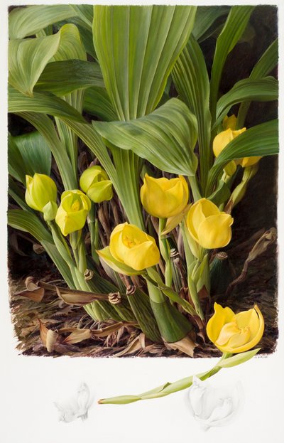Angula clowsii de Raymond Booth
