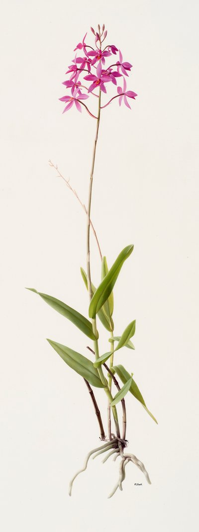 Barkeria skinneri (óleo sobre papel) de Raymond Booth
