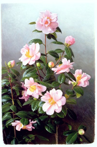Variedad Camellia Japonica de Raymond Booth